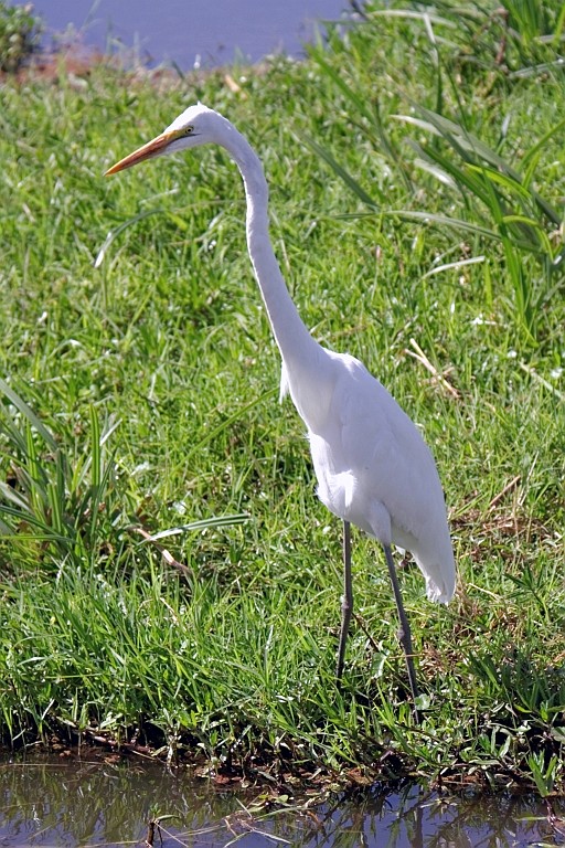 Kenia (241).jpg